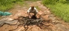 Հնդկացին միանգամից 285 օձ է ազատ արձակել